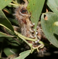 Anthela nicothoe at WendyM's farm at Freshwater Ck. - 15 Dec 2023