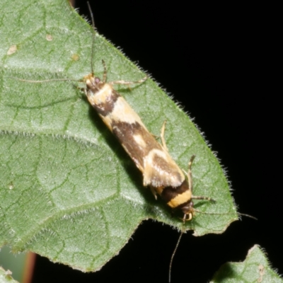 Macrobathra chrysotoxa (A cosmet moth) at Freshwater Creek, VIC - 14 Dec 2023 by WendyEM