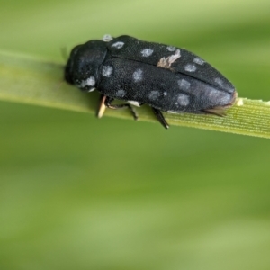 Diphucrania duodecimmaculata (12-spot jewel beetle) at ANBG by Miranda