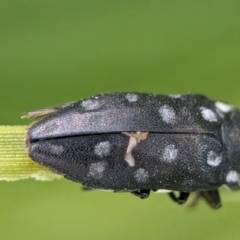 Diphucrania duodecimmaculata at ANBG - 7 Apr 2024