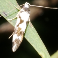 Machetis aphrobola (A Concealer moth (Barea Group)) at WendyM's farm at Freshwater Ck. - 15 Dec 2023 by WendyEM