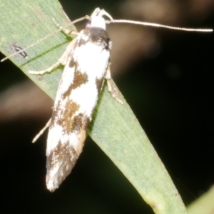 Machetis aphrobola at WendyM's farm at Freshwater Ck. - 15 Dec 2023