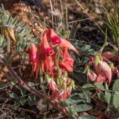 Swainsona formosa (Sturt's Desert Pea) at Broken Hill, NSW - 28 Jul 2022 by Petesteamer