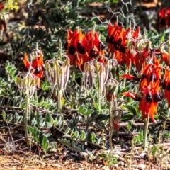 Swainsona formosa (Sturt's Desert Pea) at Broken Hill, NSW - 28 Jul 2022 by Petesteamer