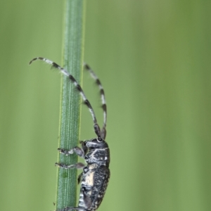 Ancita sp. (genus) (Longicorn or longhorn beetle) at ANBG by Miranda