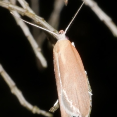 Eochrois dejunctella (A Concealer moth (Wingia Group)) at WendyM's farm at Freshwater Ck. - 14 Dec 2023 by WendyEM