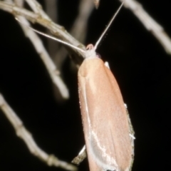 Eochrois dejunctella (A Concealer moth (Wingia Group)) at WendyM's farm at Freshwater Ck. - 14 Dec 2023 by WendyEM