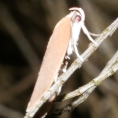 Eochrois dejunctella at WendyM's farm at Freshwater Ck. - 15 Dec 2023 12:55 AM