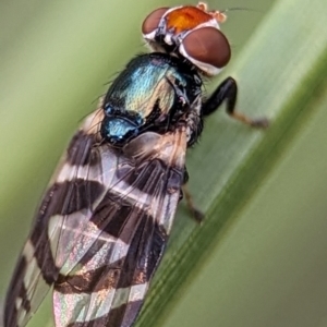 Unidentified True fly (Diptera) at suppressed by Miranda