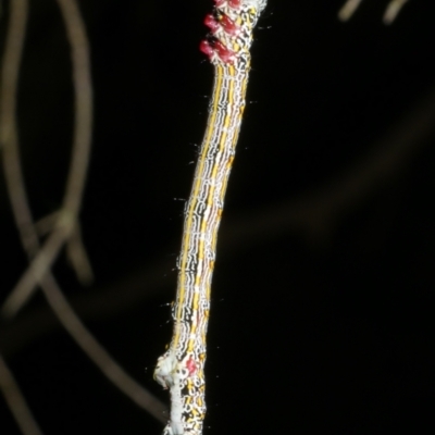 Chlenias (genus) (A looper moth) at Freshwater Creek, VIC - 14 Dec 2023 by WendyEM