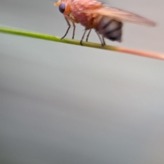 Drosophila sp. (genus) at ANBG - 17 Mar 2024 by Miranda