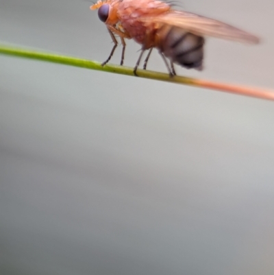 Drosophila sp. (genus) at ANBG - 17 Mar 2024 by Miranda