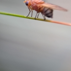 Unidentified True fly (Diptera) at Acton, ACT - 17 Mar 2024 by Miranda