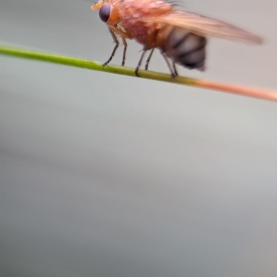 Unidentified True fly (Diptera) at ANBG - 17 Mar 2024 by Miranda
