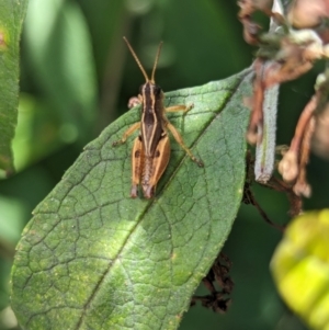 Phaulacridium vittatum (Wingless Grasshopper) at Holder, ACT by Miranda