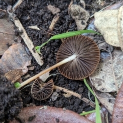 Panaeolus sp. (Panaeolus) at Page, ACT - 24 Apr 2024 by CattleDog