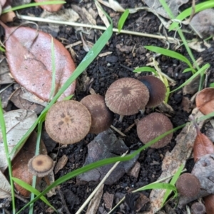 Panaeolus sp. at Page, ACT - 24 Apr 2024