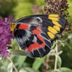 Delias harpalyce (Imperial Jezebel) at Holder, ACT - 13 Mar 2024 by Miranda