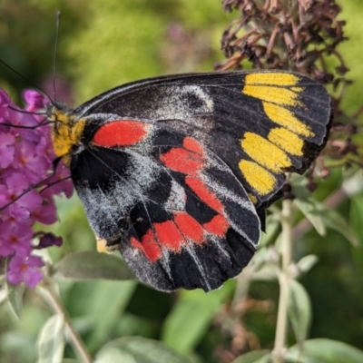 Delias harpalyce (Imperial Jezebel) at Holder, ACT - 12 Mar 2024 by Miranda