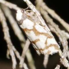 Chiriphe dichotoma (Reticulated Footman) at WendyM's farm at Freshwater Ck. - 13 Dec 2023 by WendyEM