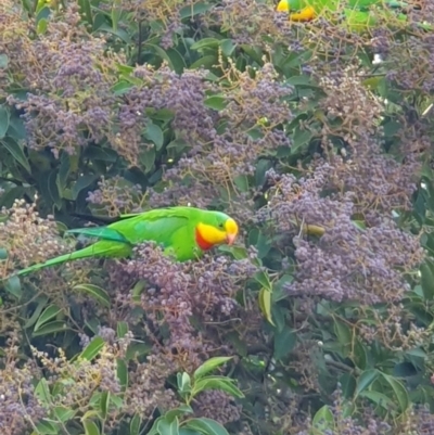 Polytelis swainsonii (Superb Parrot) at Weston, ACT - 24 Apr 2024 by jmcleod