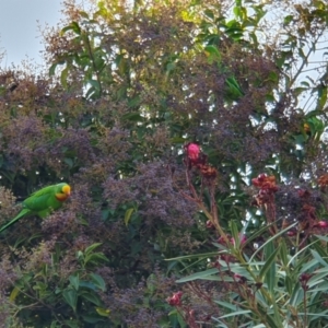 Polytelis swainsonii at Weston, ACT - 24 Apr 2024