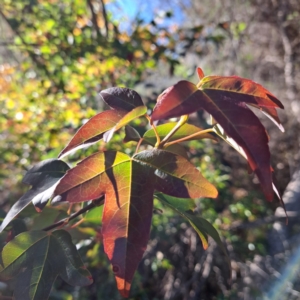 Acer buergerianum at Watson, ACT - 24 Apr 2024 02:46 PM