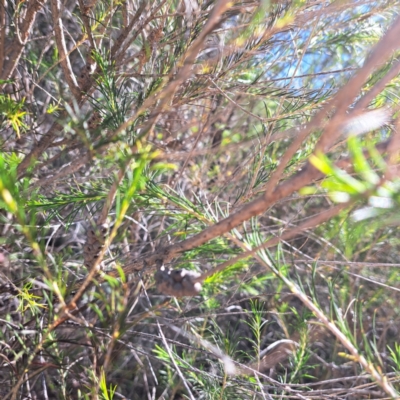 Melaleuca (genus) (A Melaleuca) at Watson, ACT - 24 Apr 2024 by abread111