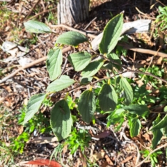 Celtis australis at Watson, ACT - 24 Apr 2024 02:49 PM