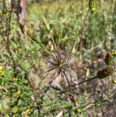 Bidens subalternans (Greater Beggars Ticks) at Kambah, ACT - 24 Apr 2024 by mcosgrove