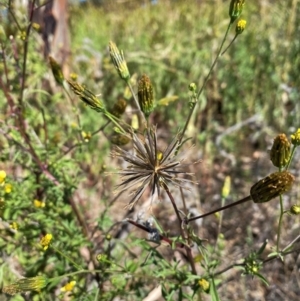 Bidens subalternans at Urambi Hills - 24 Apr 2024