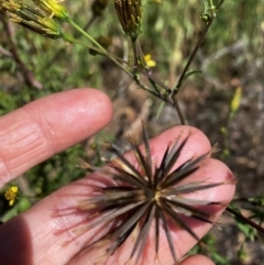 Bidens subalternans at Urambi Hills - 24 Apr 2024