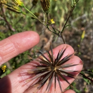 Bidens subalternans at Urambi Hills - 24 Apr 2024