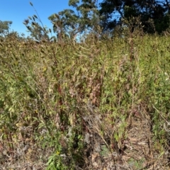 Bidens subalternans at Urambi Hills - 24 Apr 2024 01:11 PM