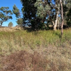 Bidens subalternans at Urambi Hills - 24 Apr 2024