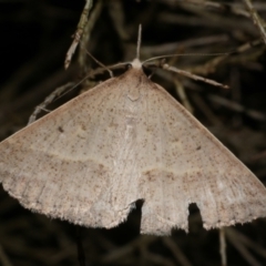 Epidesmia hypenaria (Long-nosed Epidesmia) at Freshwater Creek, VIC - 12 Dec 2023 by WendyEM