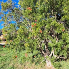 Callistemon (genus) (A Bottlebrush) at Hackett, ACT - 24 Apr 2024 by abread111