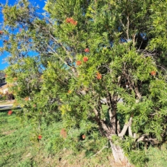 Callistemon sp. (A Bottlebrush) at Hackett, ACT - 24 Apr 2024 by abread111