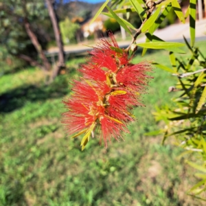 Callistemon sp. at Hackett, ACT - 24 Apr 2024