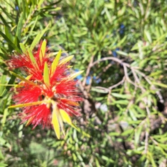 Callistemon sp. at Hackett, ACT - 24 Apr 2024