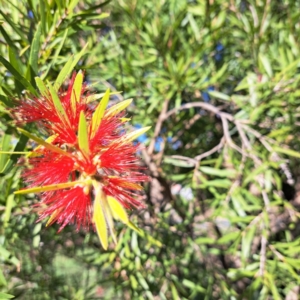 Callistemon sp. at Hackett, ACT - 24 Apr 2024