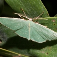 Chlorocoma vertumnaria (Red-fringed Emerald) at WendyM's farm at Freshwater Ck. - 15 Dec 2023 by WendyEM