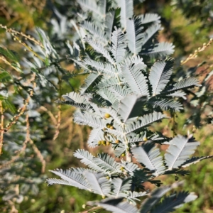 Acacia baileyana at Hackett, ACT - 24 Apr 2024