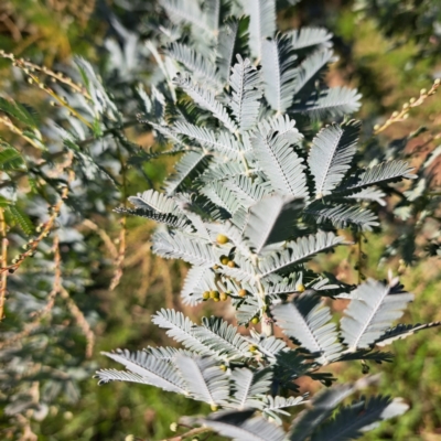 Acacia baileyana (Cootamundra Wattle, Golden Mimosa) at Hackett, ACT - 24 Apr 2024 by abread111