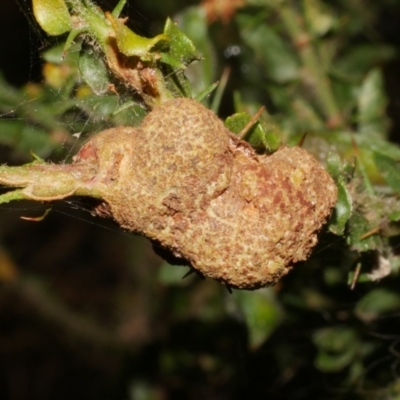 Unidentified Fungal galls at suppressed - 14 Dec 2023 by WendyEM