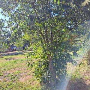 Celtis australis at Hackett, ACT - 24 Apr 2024 02:54 PM