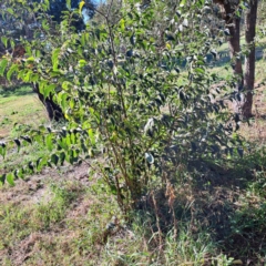 Celtis australis at Hackett, ACT - 24 Apr 2024 02:54 PM