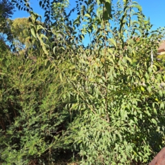 Celtis australis at Hackett, ACT - 24 Apr 2024