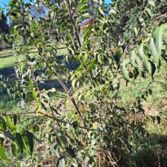 Celtis australis at Hackett, ACT - 24 Apr 2024 02:54 PM