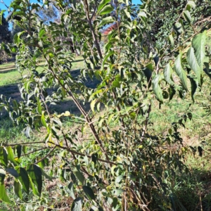 Celtis australis at Hackett, ACT - 24 Apr 2024 02:54 PM